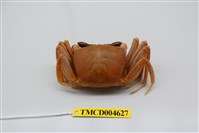 藏品(角眼沙蟹)的圖片